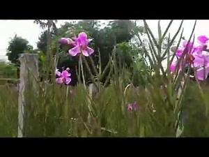 At the Garden of Terrestrial Orchid, Vanda Miss Joaquim 'Douglas