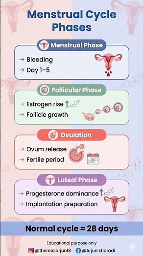 Menstrual Cycle Phases Explained | Hormonal Changes Made Simple