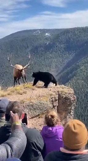 A group of onlookers captured a stunning and dramatic wildlife confrontation on a mountain cliff, filming a bull elk aggressively fight off a black bear. The large elk used its formidable antlers to confront the bear, successfully forcing the predator to the very edge of the precipice. In a shocking climax, the elk delivered a powerful final blow, sending the bear tumbling down the steep, forested ravine below. The crowd reacted with gasps and disbelief at the elk's decisive victory and raw stre