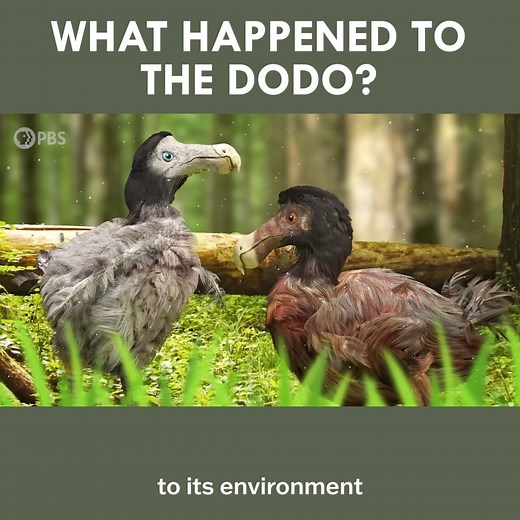 123K views · 2.6K reactions | The Real Story Behind the Dodo Bird's Extinction | Eons • PBS | Facebook