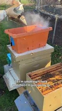 Installing my bees into their hive!