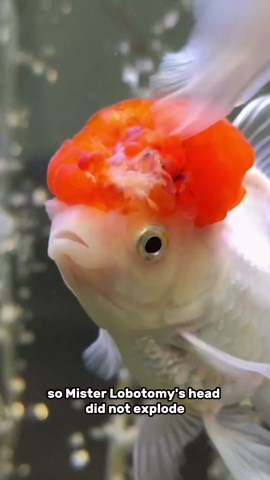 My Fish’s Head Exploded—Here’s the Wild Reason Why