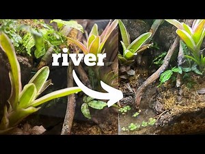 How to build a River Paludarium