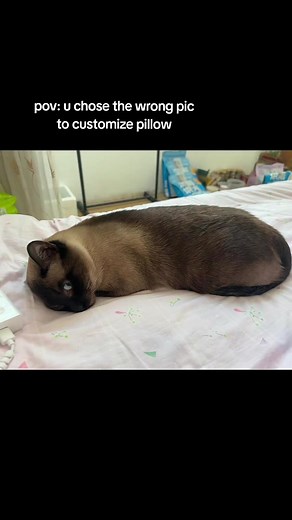 This looks cursed-😭 #custompetpillow #customcatpillow #catsoftiktok #funnycat #cat