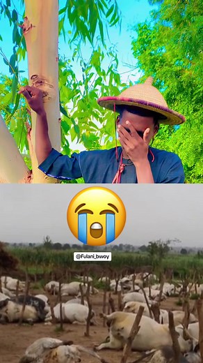 #fulani #burkinafaso #pullo #malitiktok🇲🇱 #viraltiktok #fulbe #fulbecameroun🇨🇲 #cute @𝐅𝐔𝐋𝐀𝐍𝐈_𝐁𝐖𝐎𝐘_FANSS