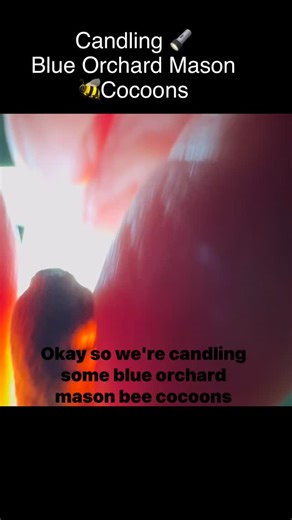 Signs of Habitat on Instagram: "Have you ever wondered what the inside of a mason bee cocoon looks like? After cleaning cocoons, try using a flashlight (even easier with a bore light) to look through the cocoons! You may be surprised what you see - the good, bad, and ugly! Once any non-viable cocoons are removed, they can be stored in the fridge in a well ventilated container with a moisture reservoir (to keep the cocoons from drying out). I’m excited to welcome all these baby blue orchard mason