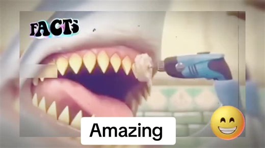 Fascinating Facts About Animals' Teeth: From Rats to Umbrella Slugs