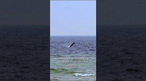 Sowerby's Beaked Whale in the Baltic Sea | Get.factual