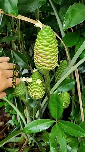 Magic tree | কৃষি বাগান- 𝙺𝚛𝚒𝚜𝚑𝚒 𝙱𝚊𝚐𝚊𝚗