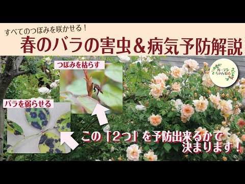 The number of flowers you get in spring depends on how well you prevent pests and diseases from M...