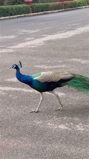 I saw a Peacock