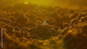 Gardener putting seeds in the ground. Man farmer hand planting sowing seed in soil against setting sun, spring season organic farming and gardening. Stock Video