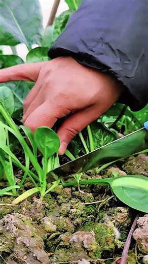 The Secret to a Perfect Spinach Harvest: A Step-by-Step Guide