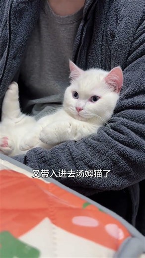 Why Is This Cat So Grumpy? | Cat vs Mouse Show