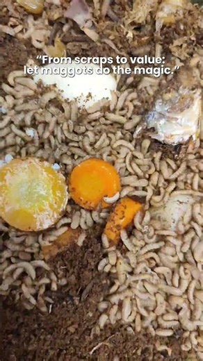 From scraps to value "let maggots to the magic"#magotbsf #maggotbsf #maggotFarming #shorts