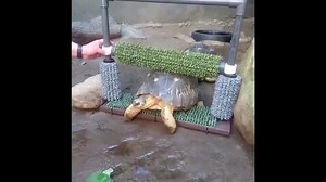 A scratch for every itch: Tortoise enjoys a back rub at Santa Barbara Zoo. | Reuters