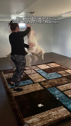 2.9M views · 10K reactions | Play Wall Ball With Your Dogs And See Their Reaction.It turned into a wrestling match at the end 藍❤️ #fyp #fypシ゚viral #fypviralシ #viral #viralvideo #fypシ #viralreels #reels | Rodney Gainz | Facebook