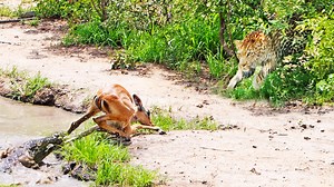 8.2M views · 43K reactions | Watch how incredibly this baby buck fought to escape a crocodile. You see the impala give a sigh of relief. But not even a second later, a leopard was waiting behind the bushes.  | Latest Sightings - Kruger | Facebook