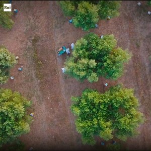 Oggi alle 16:20 su #Rai3 #RaiDocumentari presenta “Api Regine” 🐝 👸🏻 Il racconto della vita di sei apicoltrici sarde per esplorare il rapporto simbiotico e meditativo che lega il mondo umano al mondo delle api. | Rai Documentari