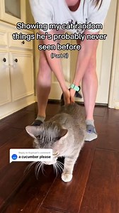 26K views · 142 reactions | Cats vs cucumbers #catsoftiktok | kuzcopluscleo | Facebook