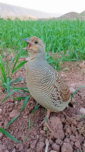 Gray partridge sounds | loud gray francolin call#graypartridge #grayfrancolin #birdsounds #nature