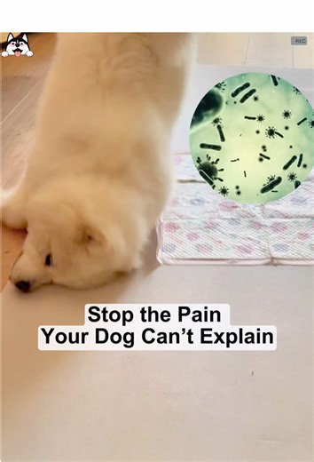 Head shaking, scratching? It could be a serious infection!#puaintaus #puainta #usa #puaintaearcleaner #tiktokshopholidayhaul @PUAINTA.US