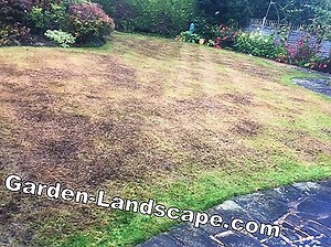 Garden Practice: Scarify Lawn Properly - My Beautiful Garden | 2025