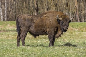 Largest Bison ‘Big Bull’ Ever Recorded - NewsBreak