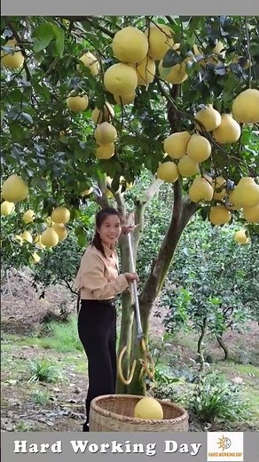 The Process Of Removing The Grapefruit From The Tree