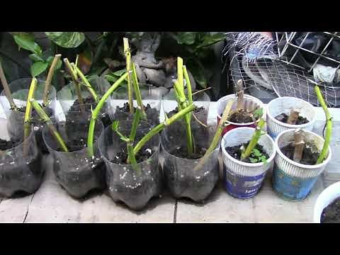 Propagating Pothos Without Leaves