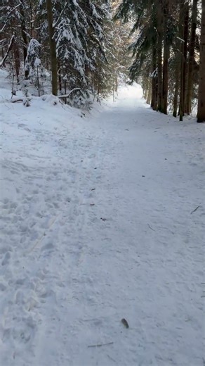 Winter Walk in the Forrest #4k #ambience #asmr