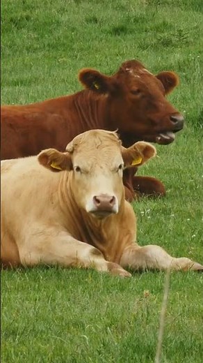 Animals share DNA with Humans!