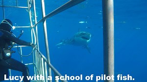 "Lucy" one of the most iconic sharks at Guadalupe Island swimming by our divers with a whole school of pilot fish accompanying her. Experience your "Real Sharkweek" at Guadalupe and find out what it's like when these awesome animals swim by you, looking you straight into the eyes! www.sharkdiver.com 619.887.4275 crew@sharkdiver.com | Shark Diver