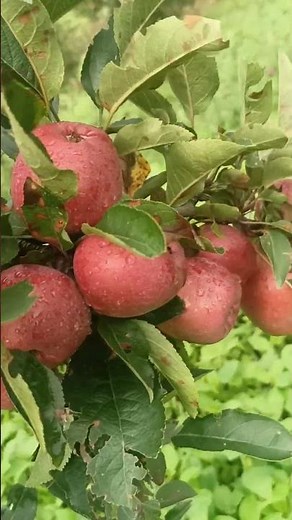 How to Grow Your Own Apple Tree ?