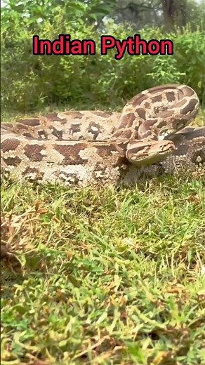 Indian Python – The silent giant of India's jungles!