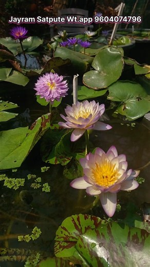 My Colourful Lotus and waterliy garden. How to grow and care of #lotus and #waterlily #seller #viral