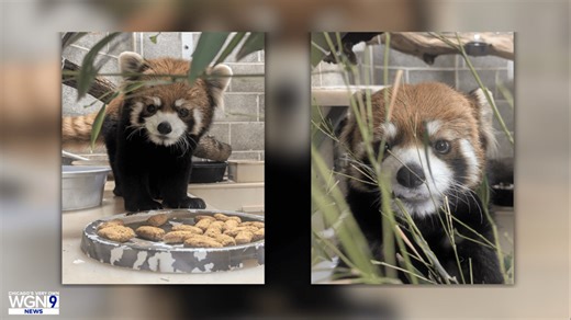 Lincoln Park Zoo welcomes new red panda for Lunar New Year