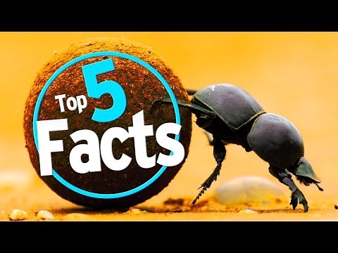 Top 5 Dung Beetle Facts