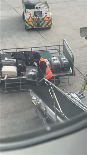 Airport worker shares sweet moment with rescued cats at Athens International Airport, Greece