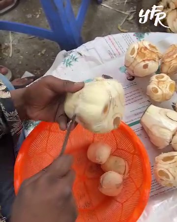 How to cut and open Toddy Palm Fruits in Bangladesh. Bangladeshi Fruits Ninja. | Yummy Food Reel