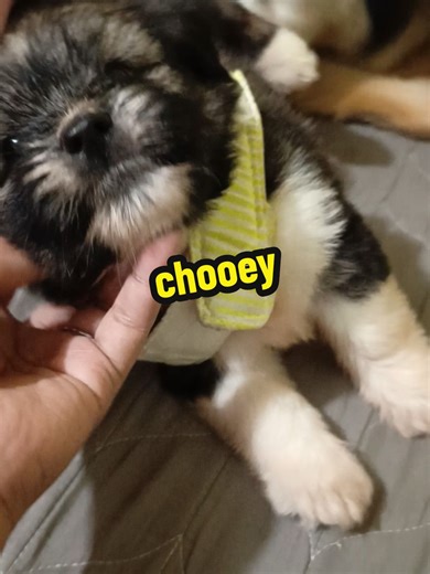 1-Month-Old Shih Tzu x Husky Puppy Overview