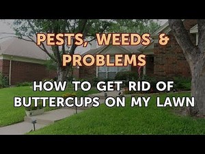 How to Get Rid of Buttercups on My Lawn