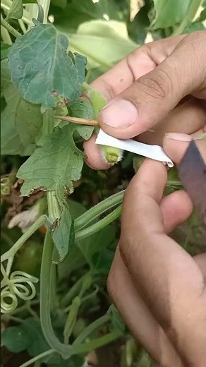 grafting techniques #grafting #farming #satisfying