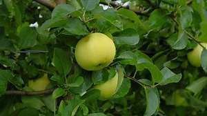 Indian Ladder Farms welcoming apple pickers for their summer apple selection