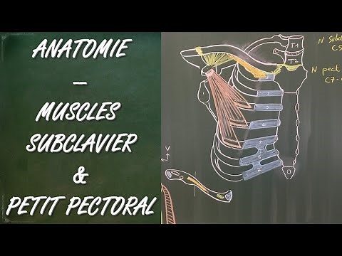 ANATOMIE - MUSCLES SUBCLAVIER ET PETIT PECTORAL