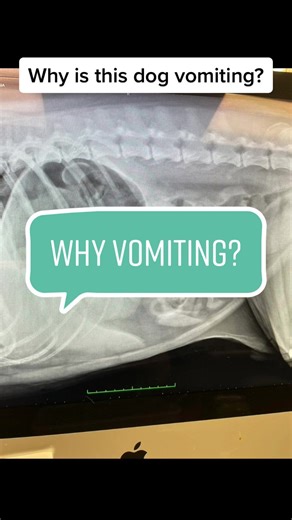 This dog presented after a few days of vomiting and not eating. Xrays revealed the problem - foreign objects in the stomach. Here’s the “after” picture, showing the result of a successful surgery! Sometimes ultrasound is needed to diagnose an obstruction (blockage), in this case we got lucky and caught it on xray! #veterinarymedicine #intestinalblockage