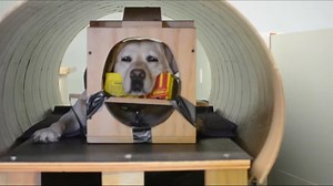 Do dogs prefer their owner's praise over treats?