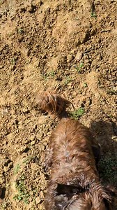 Ponyo champion olympique de plongeon🥇 | La Cour des Aulnays