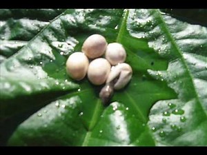 Brown Anoles "Breeding to Birth"
