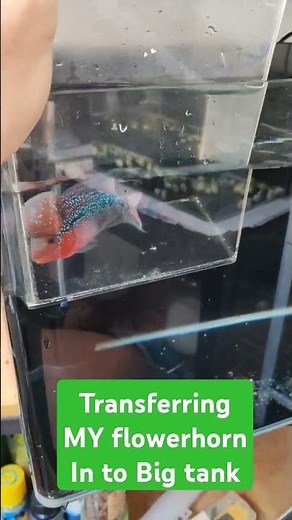 Transfer fish to New Aquarium easily and safely (how to move your fish to A large tank) #fish #viral
